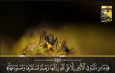 ​سورة هود